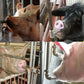 🐷💕Abreuvoir Automatique à Tétine en Acier Inoxydable pour Porcs