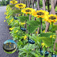 🌻 50 % DE RÉDUCTION EN CE MOMENT ! 🌞 Lampe de jardin à énergie solaire en forme de tournesol – Éclairage LED et design réaliste ✨