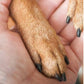 🐕Lime à ongles en bois pour animaux avec recharges remplaçables