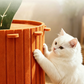 🥕Moitié de prix pour une durée limitée🐱Nichouette confortable pour chat en forme de carotte