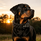 🐕Collier pour Chien en Cuir PU à Pointes