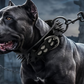 🐕Collier pour Chien en Cuir PU à Pointes