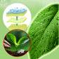 Tablette Insectifuge Plante Fleur